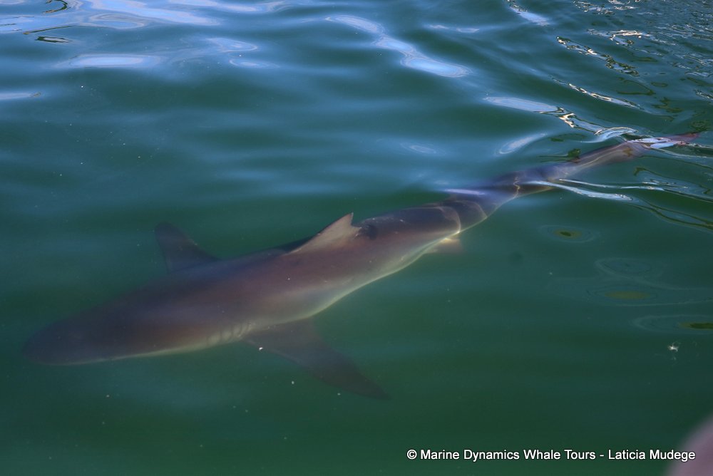 bronze whaler shark, whale watching, gansbaai, south africa,