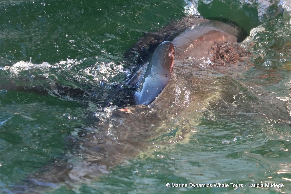 bronze whaler shark, whale watching, gansbaai, south africa,