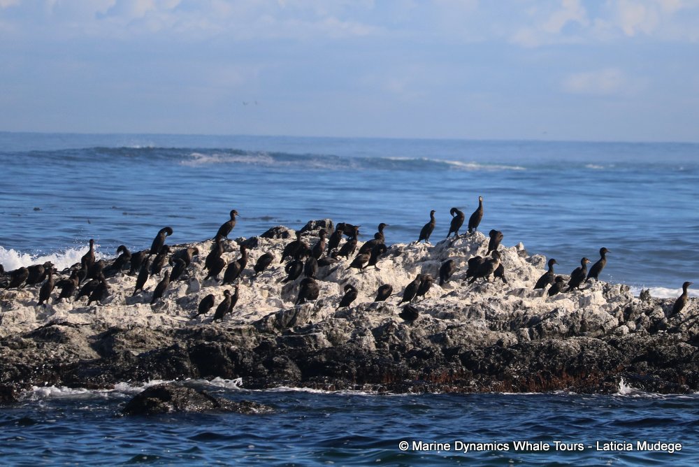 cormorant, whale watching, gansbaai, south africa,