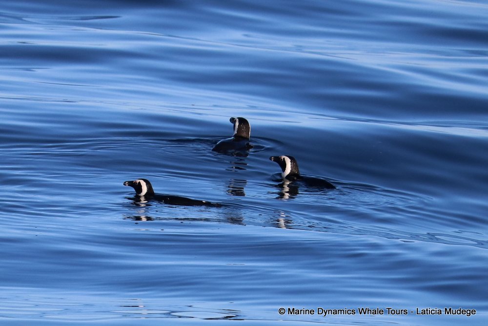 african penguin, whale watching, gansbaai, south africa