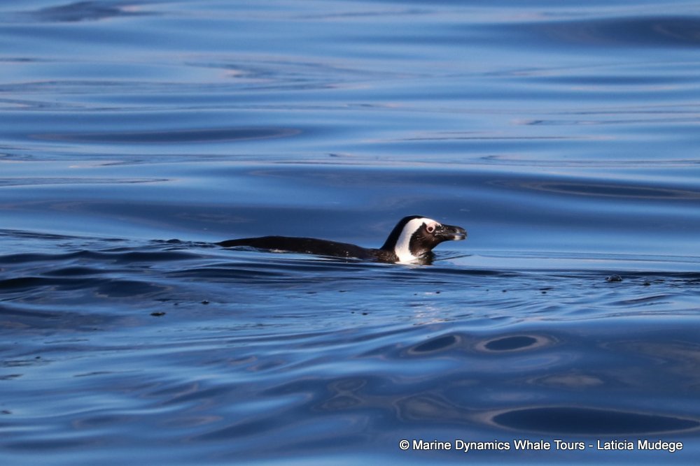 african penguin, whale watching, gansbaai, south africa