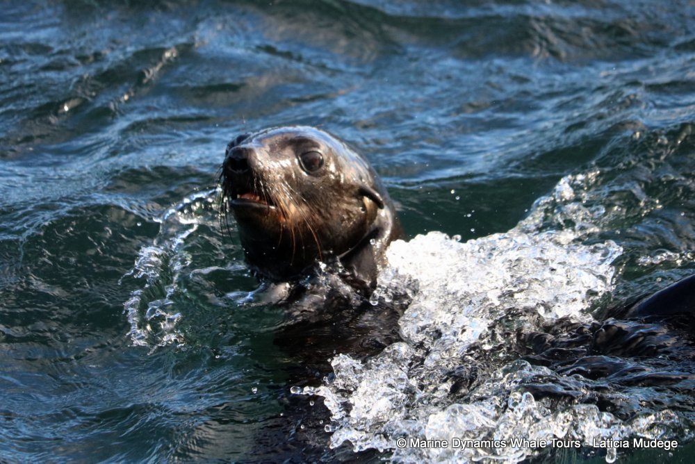 cape fur seal, whale watching, gansbaai, south africa