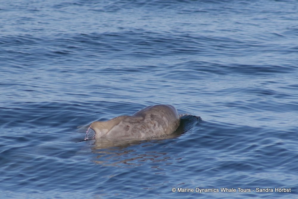 dolphin, whale watching, gansbaai, south africa,