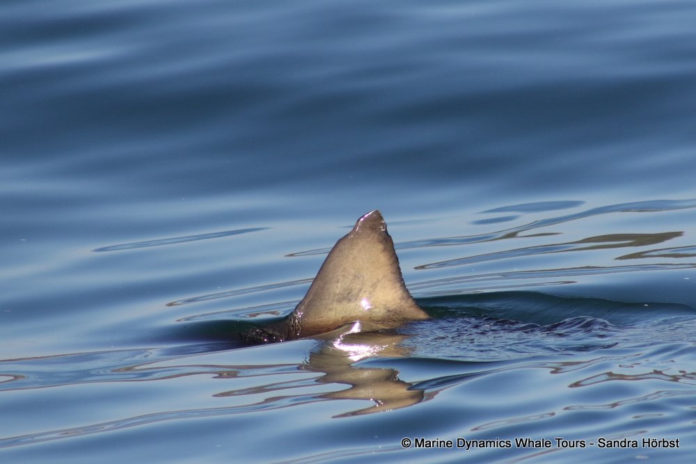 shark dorsal fin, whale watching, gansbaai, south africa,