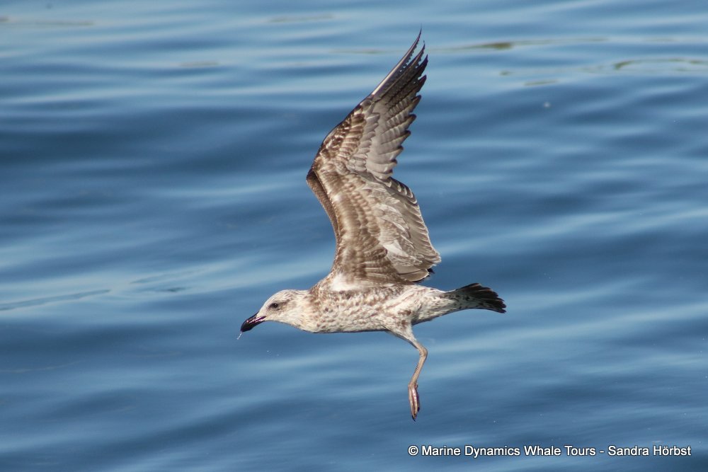 gull, whale watching, gansbaai, south africa,