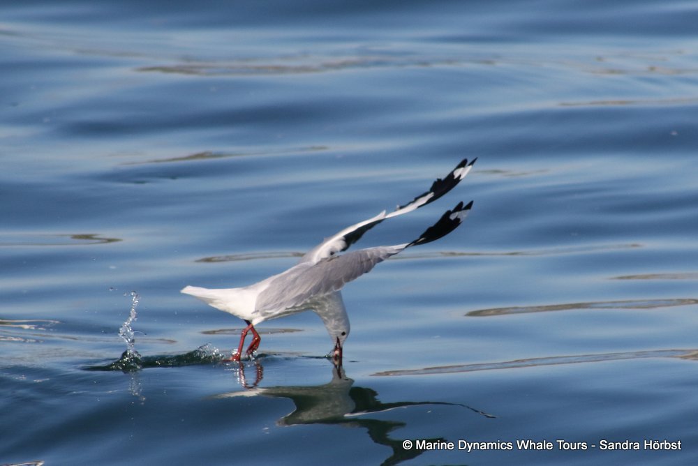 gull, whale watching, gansbaai, south africa,