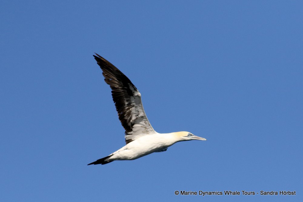 gannet,whale watching, gansbaai, south africa