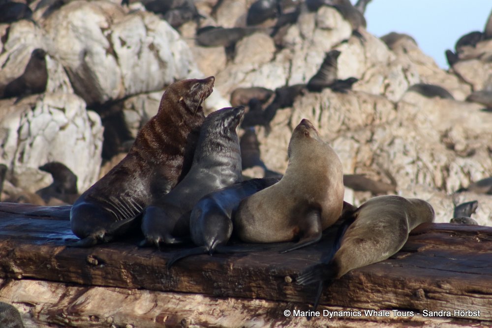 Marine Big 5 Daily Blog 3 April