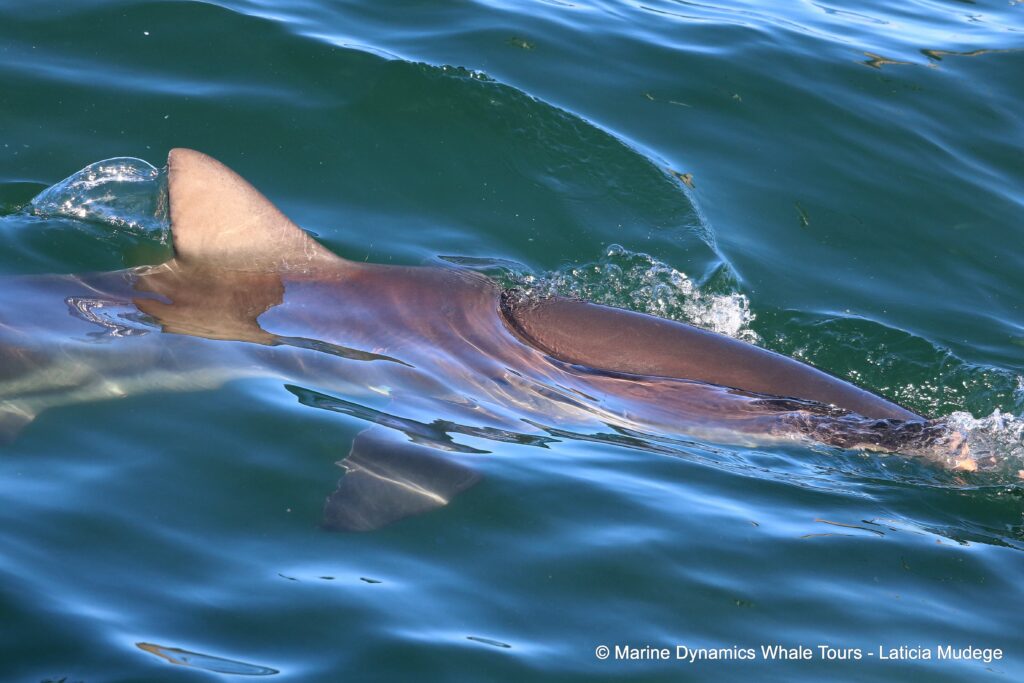 bronze whaler shark, whale watching, gansbaai, south africa,
