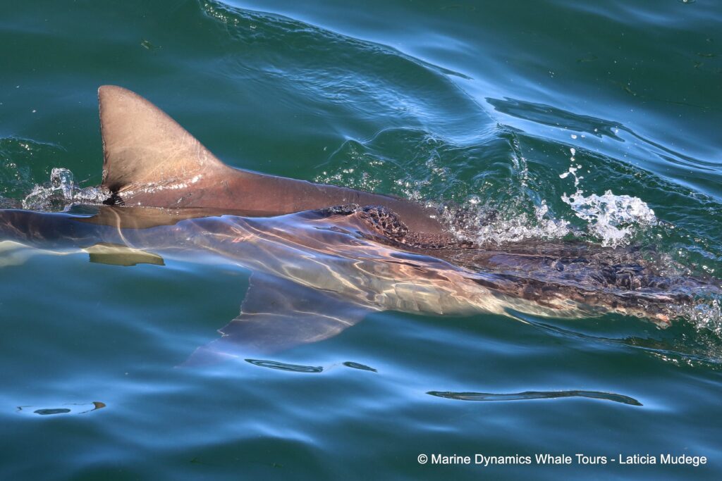 bronze whaler shark, whale watching, gansbaai, south africa,