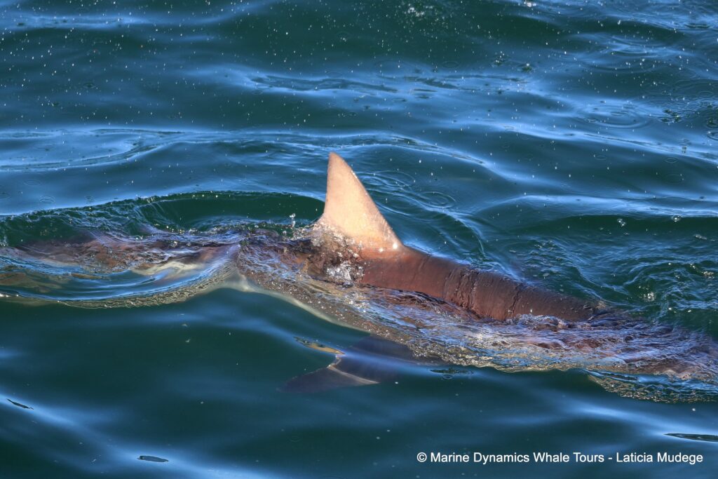 bronze whaler shark, whale watching, gansbaai, south africa,