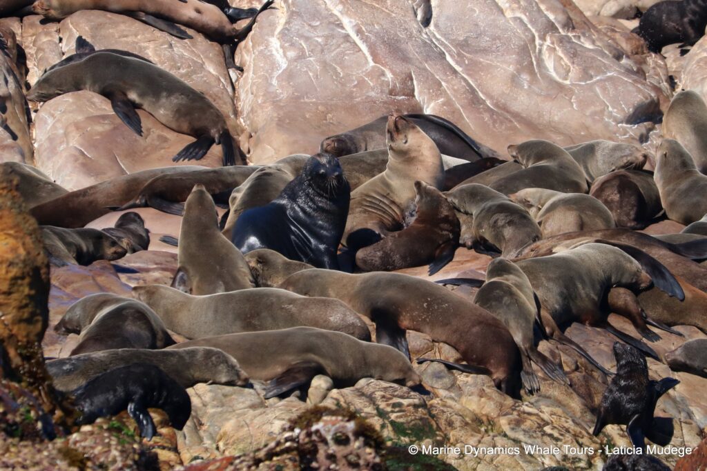 cape fur seal, whale watching, gansbaai, south africa
