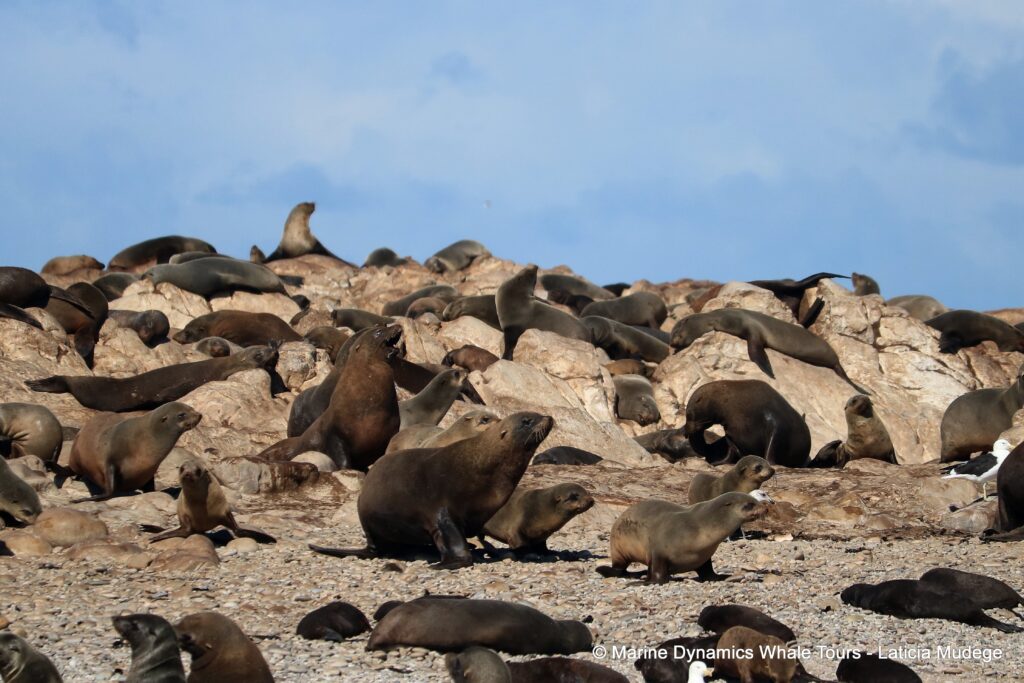 cape fur seal, whale watching, gansbaai, south africa