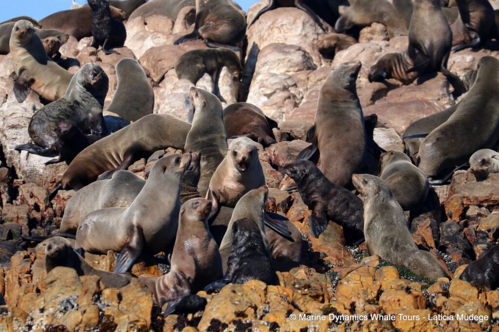 cape fur seal, whale watching, gansbaai, south africa