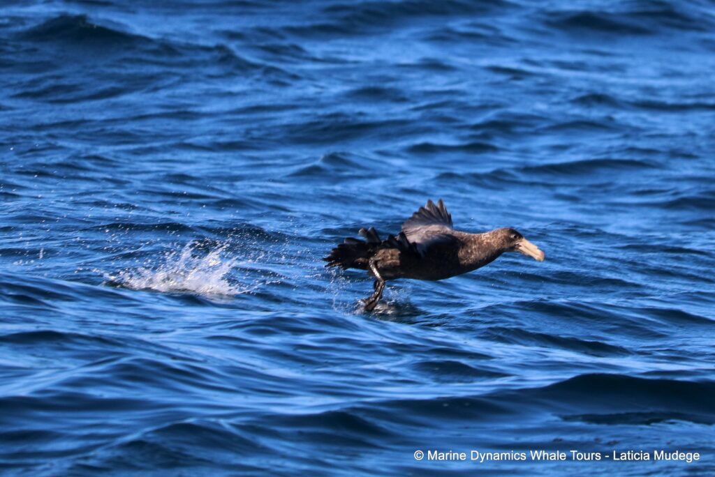 giant petrel, whale watching, gansbaai, south africa,
