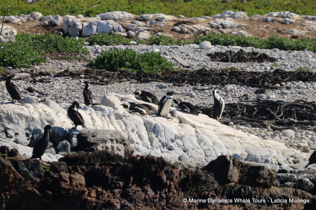 african penguin, whale watching, gansbaai, south africa