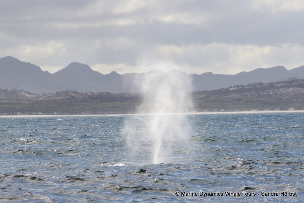 bryde's whale, whale watching, gansbaai, south africa,
