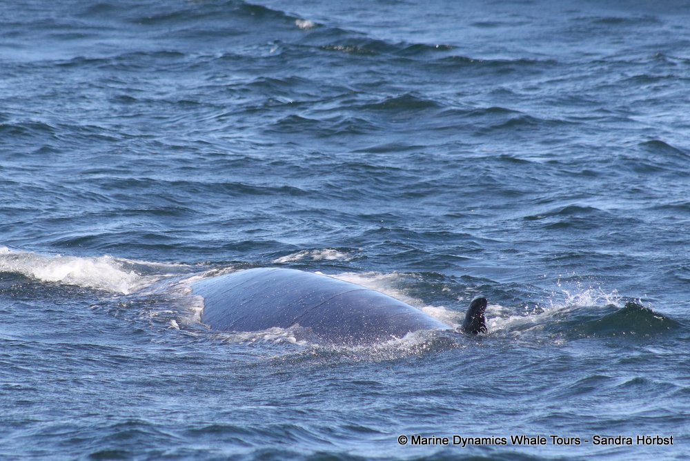 bryde's whale, whale watching, gansbaai, south africa,