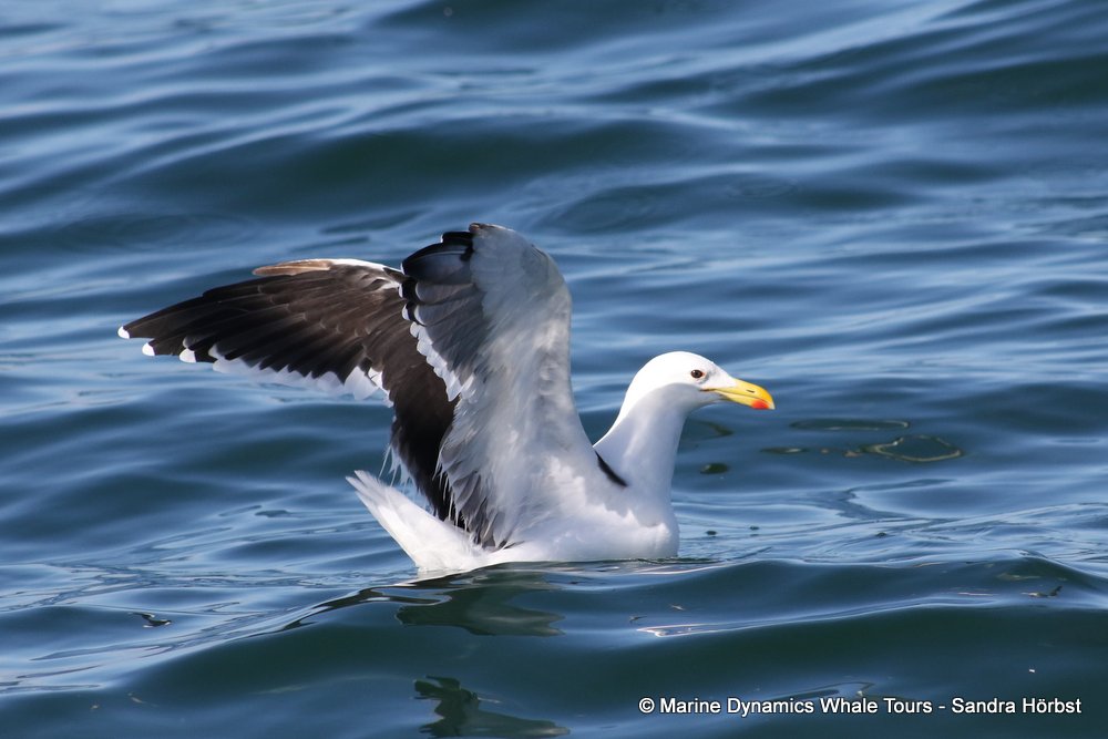 gull, whale watching, gansbaai, south africa,