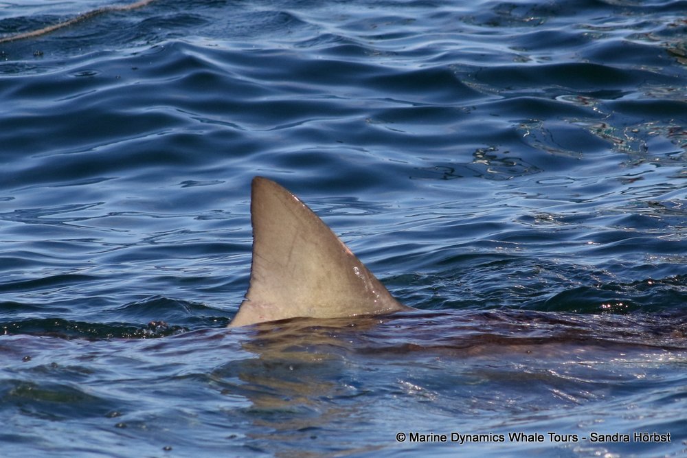 bronze whaler shark, whale watching, gansbaai, south africa,