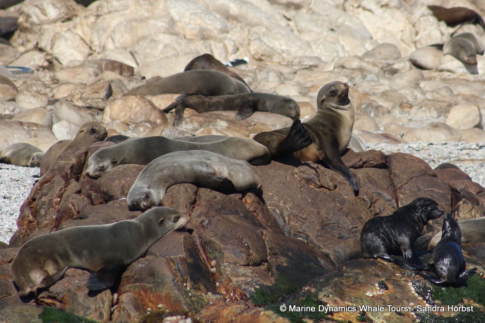 cape fur seal, whale watching, gansbaai, south africa