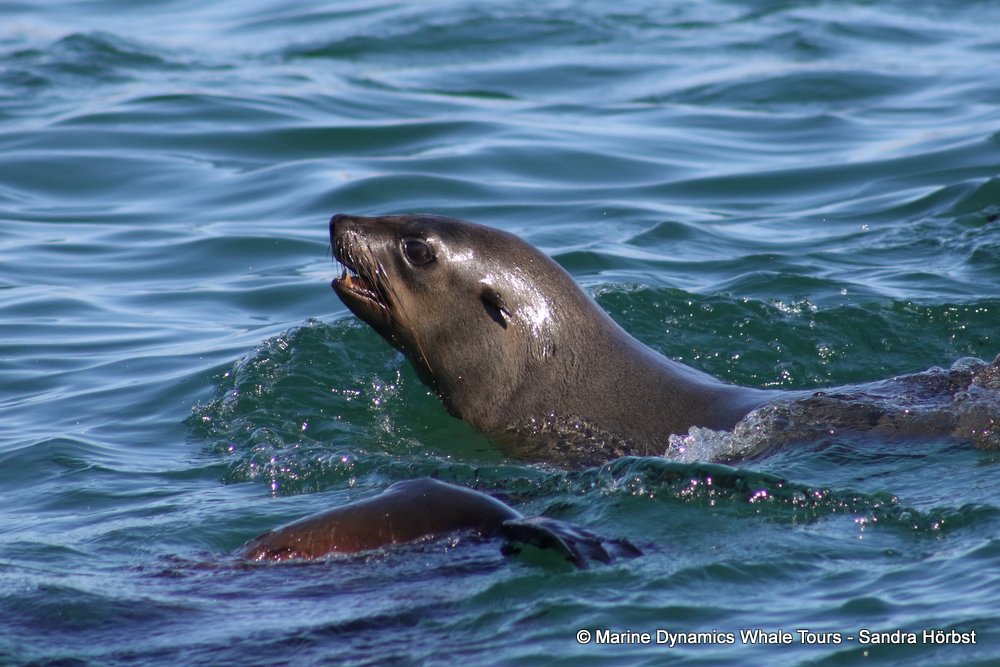 cape fur seal, whale watching, gansbaai, south africa