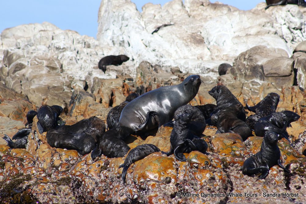 cape fur seal, whale watching, gansbaai, south africa