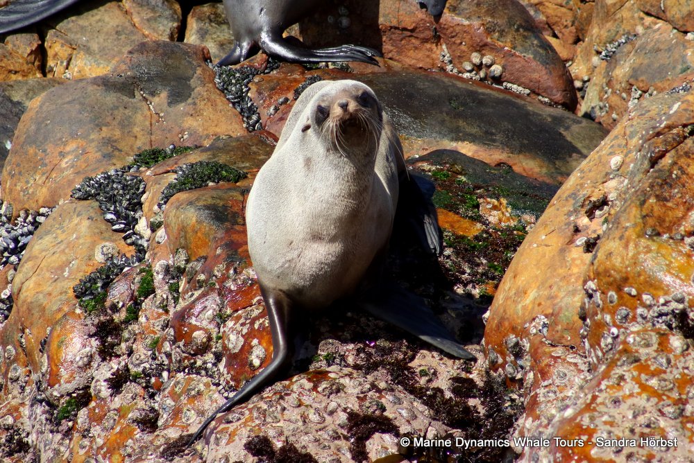 cape fur seal, whale watching, gansbaai, south africa