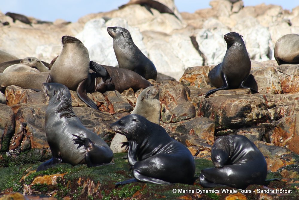 cape fur seal, whale watching, gansbaai, south africa