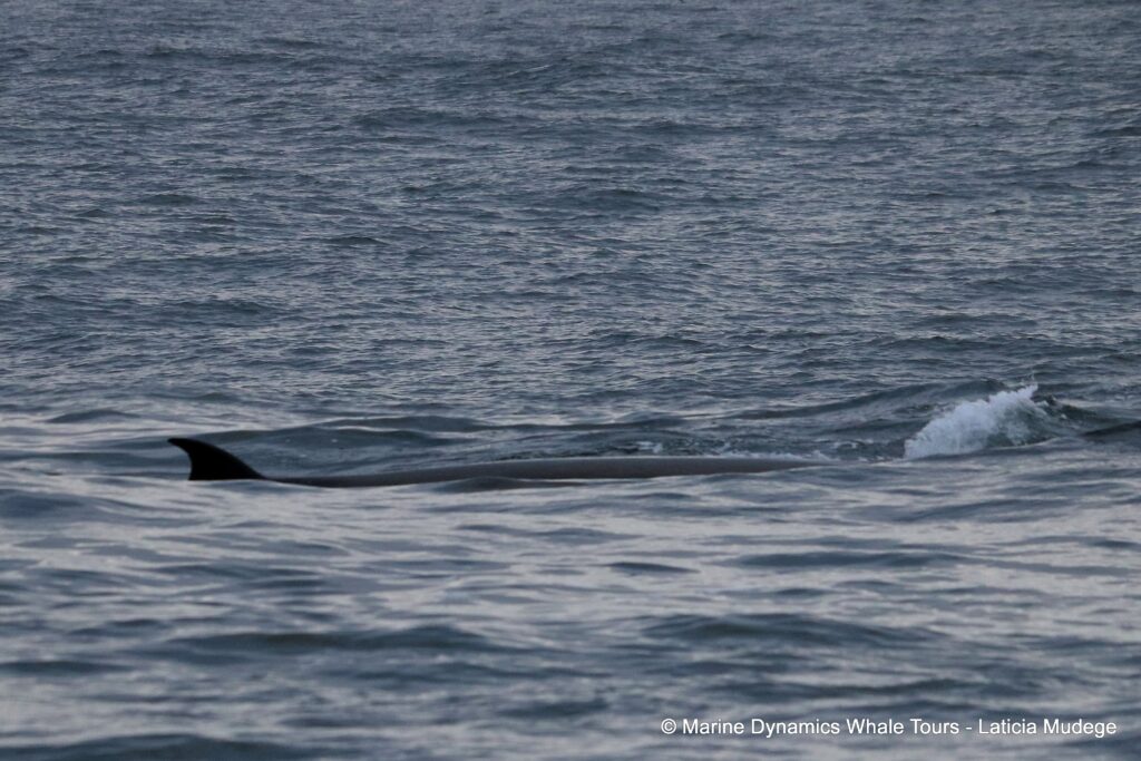 bryde's whale, whale watching, gansbaai, south africa,