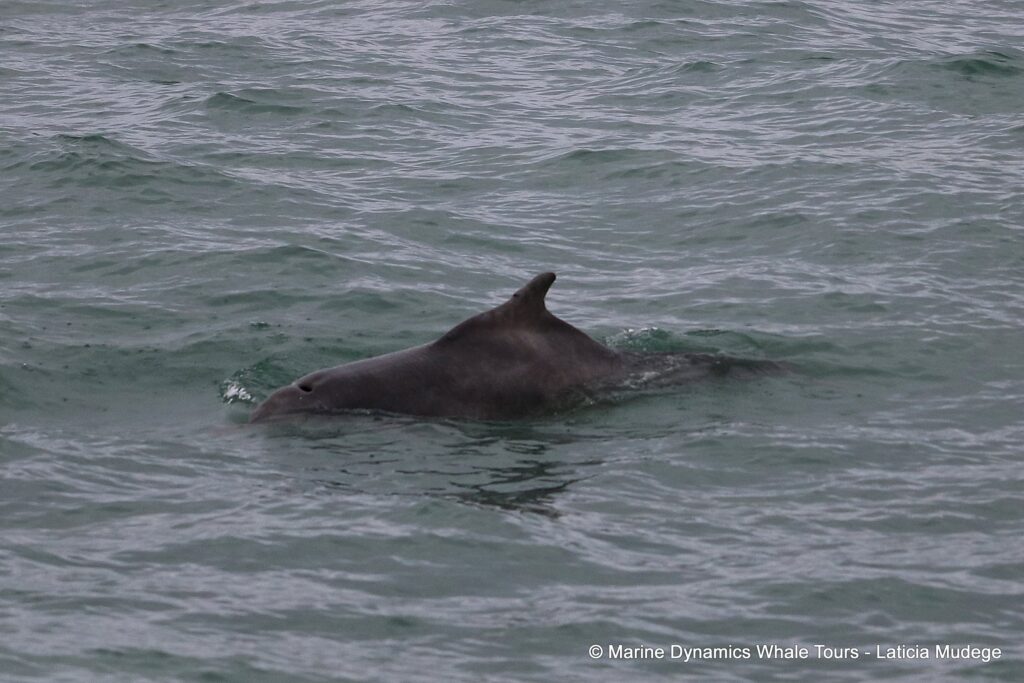 humpback dolphin, whale watching, gansbaai, south africa
