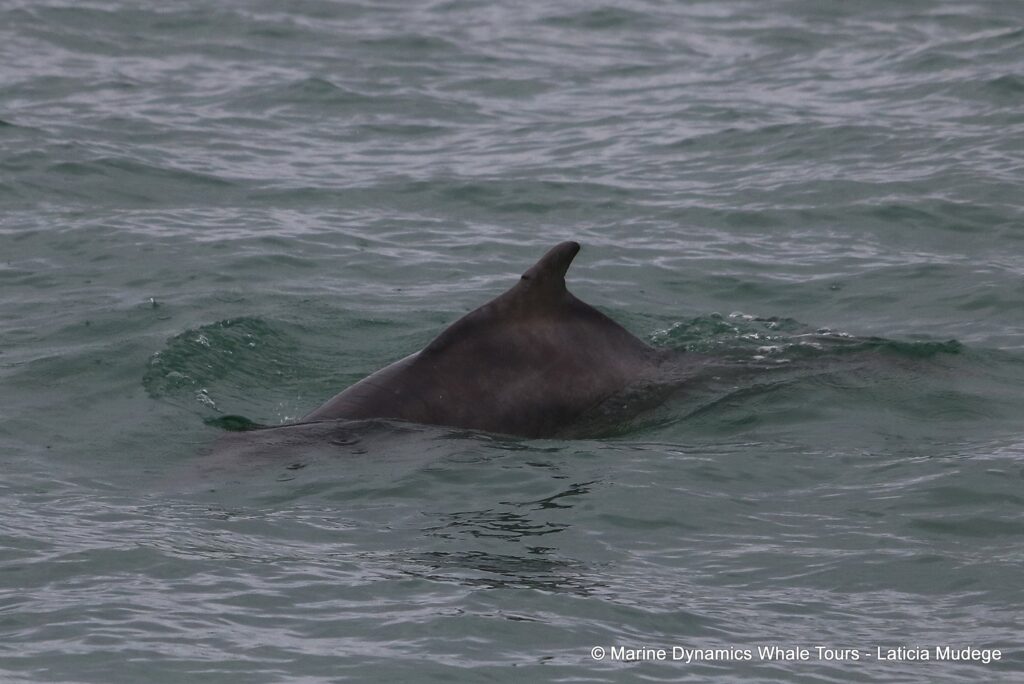 humpback dolphin, whale watching, gansbaai, south africa