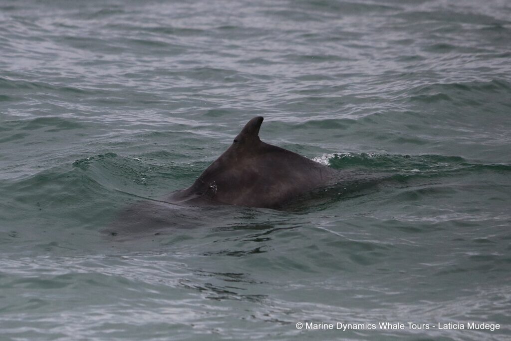 humpback dolphin, whale watching, gansbaai, south africa