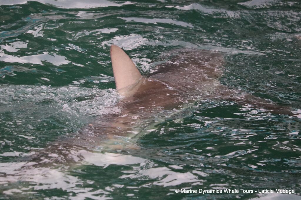 bronze whaler shark, whale watching, gansbaai, south africa,