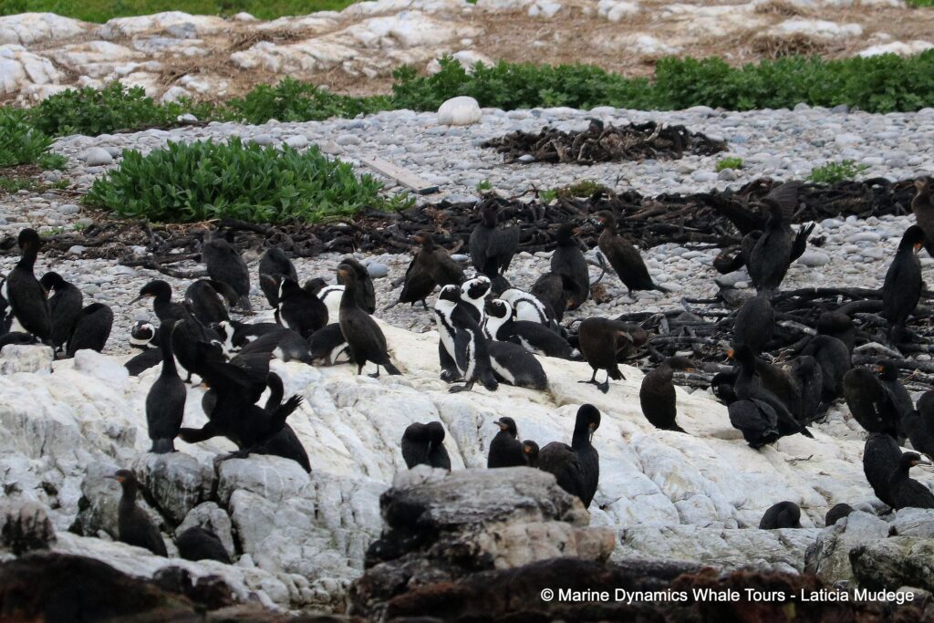 african penguin, whale watching, gansbaai, south africa