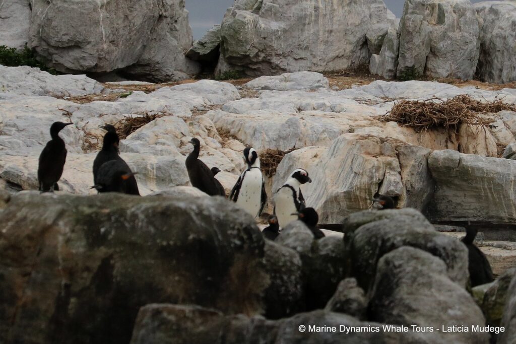 african penguin, whale watching, gansbaai, south africa