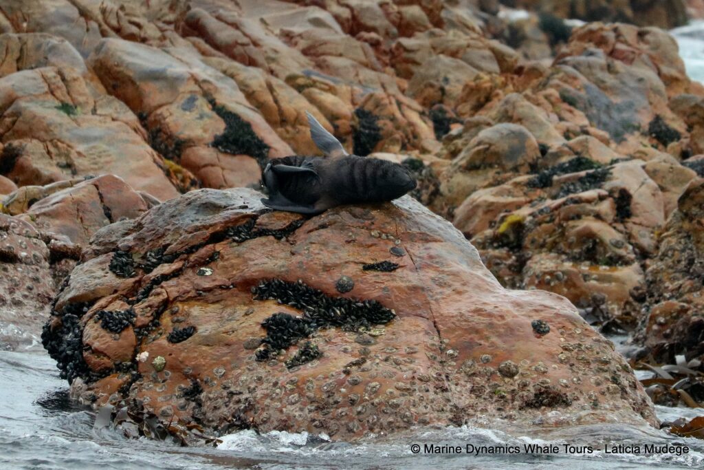 cape fur seal, whale watching, gansbaai, south africa