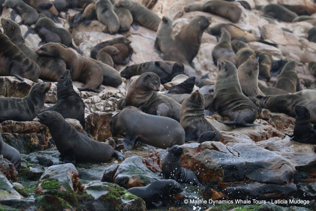 cape fur seal, whale watching, gansbaai, south africa