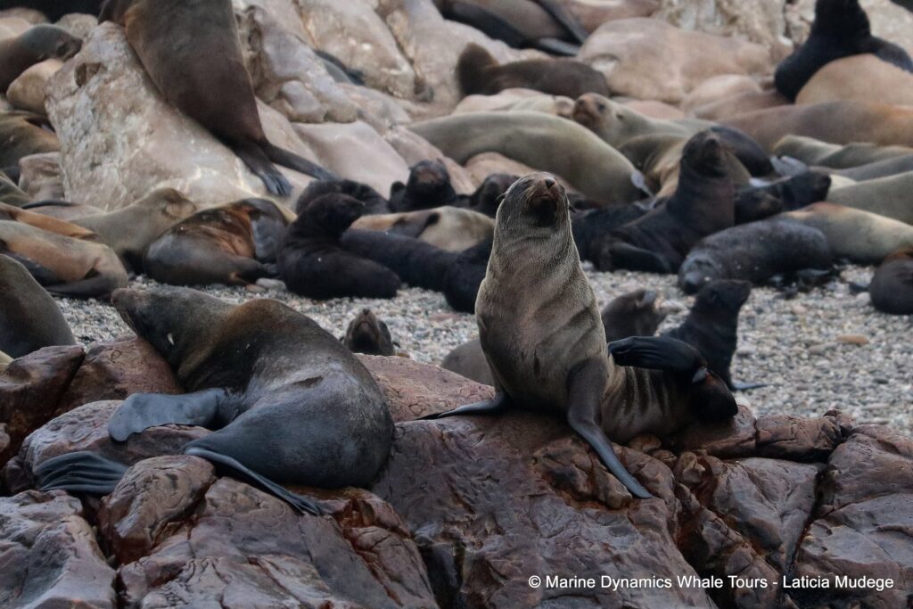cape fur seal, whale watching, gansbaai, south africa