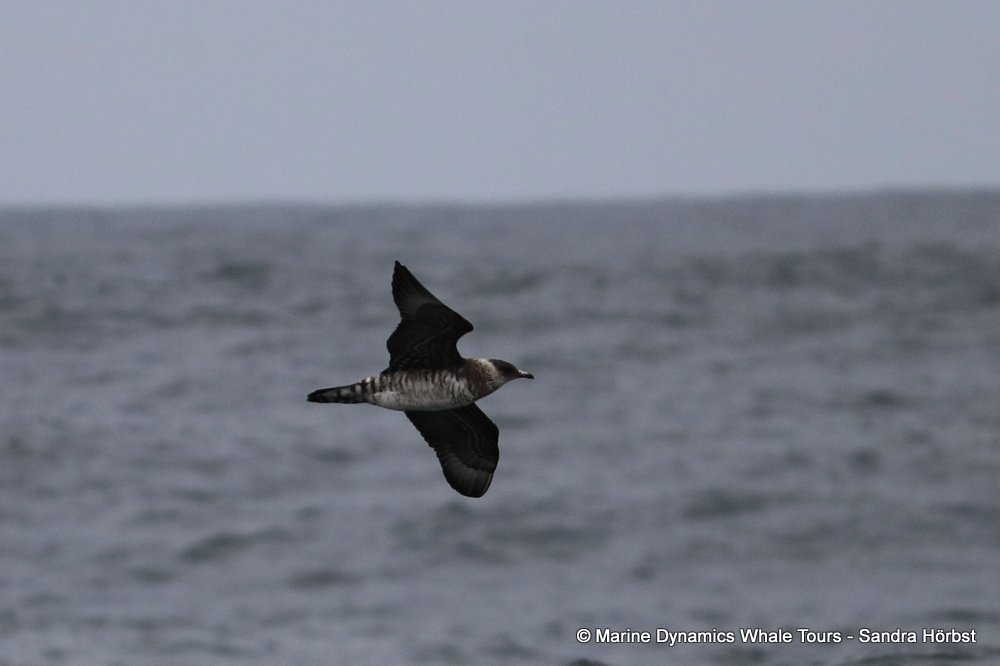 shearwater, whale watching, gansbaai, south africa,