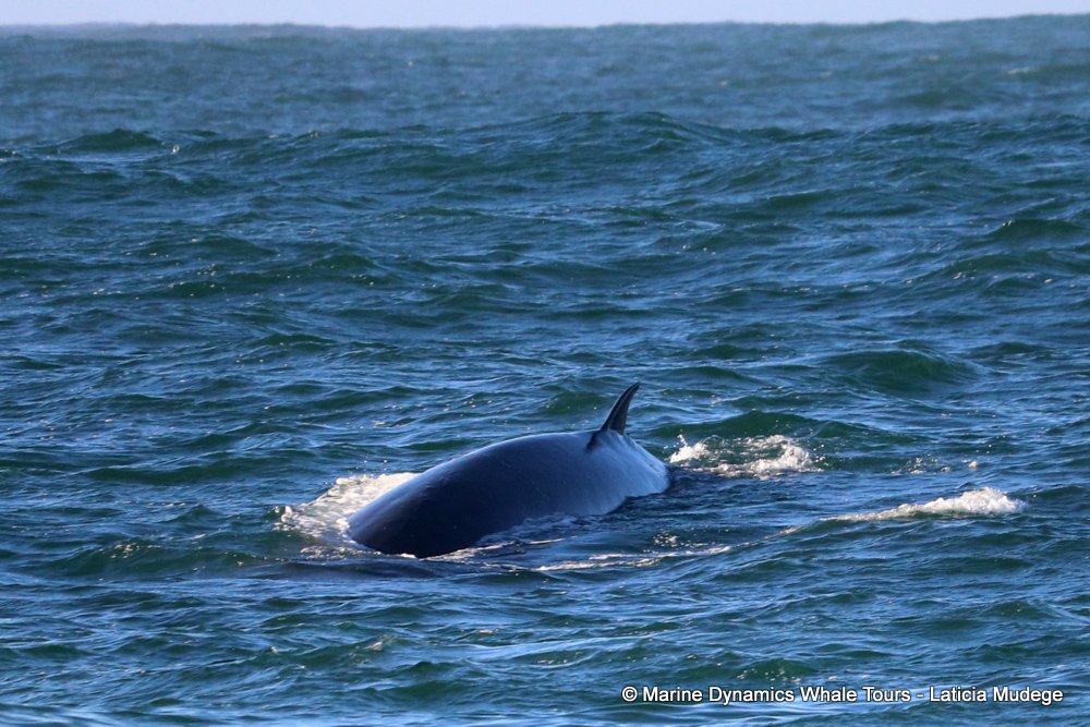 bryde's whale, whale watching, gansbaai, south africa,