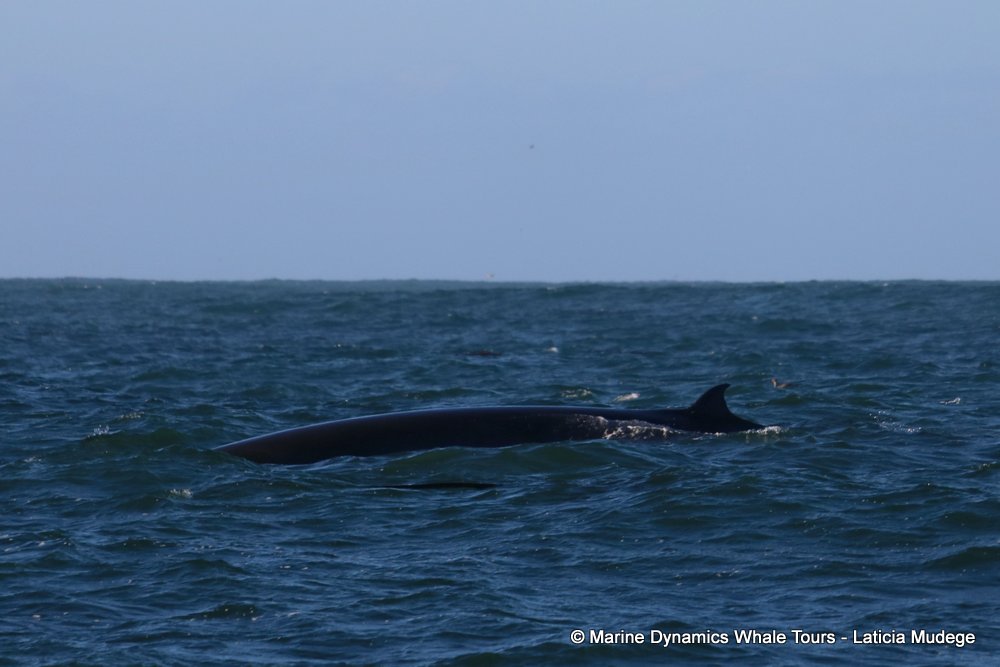 bryde's whale, whale watching, gansbaai, south africa,