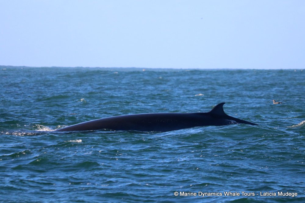 bryde's whale, whale watching, gansbaai, south africa,