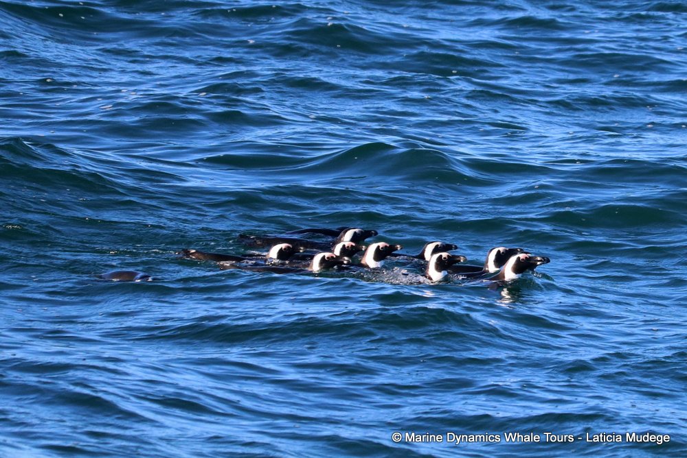 african penguin, whale watching, gansbaai, south africa