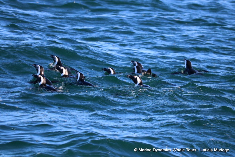 african penguin, whale watching, gansbaai, south africa