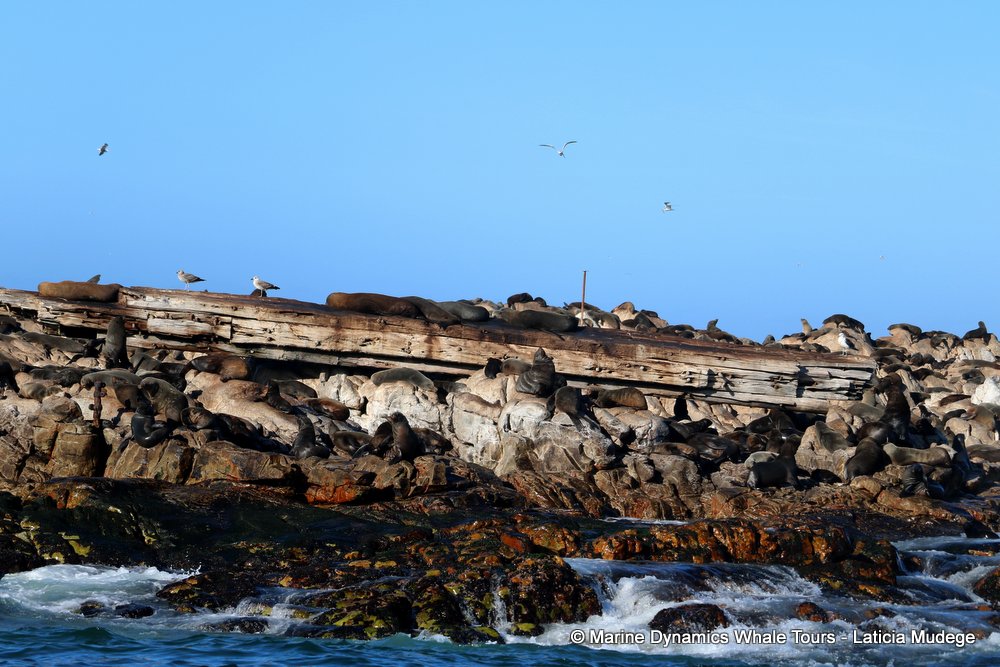cape fur seal, whale watching, gansbaai, south africa