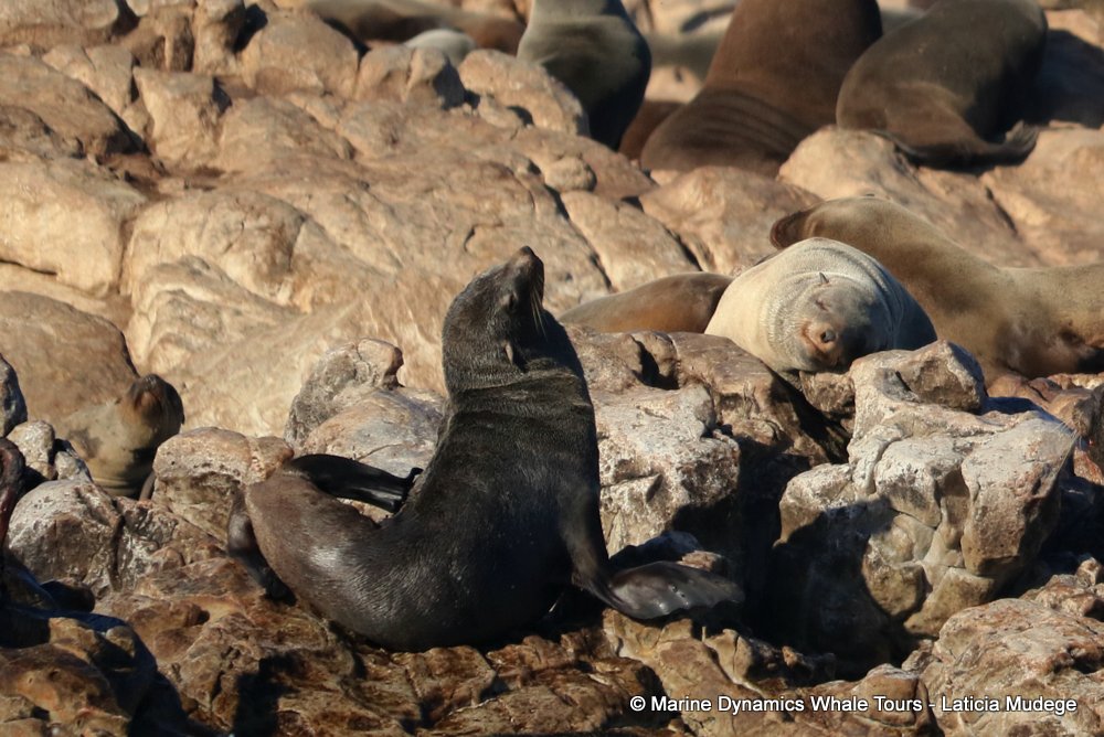 cape fur seal, whale watching, gansbaai, south africa