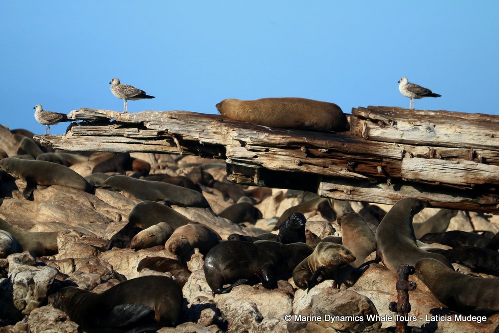 cape fur seal, whale watching, gansbaai, south africa