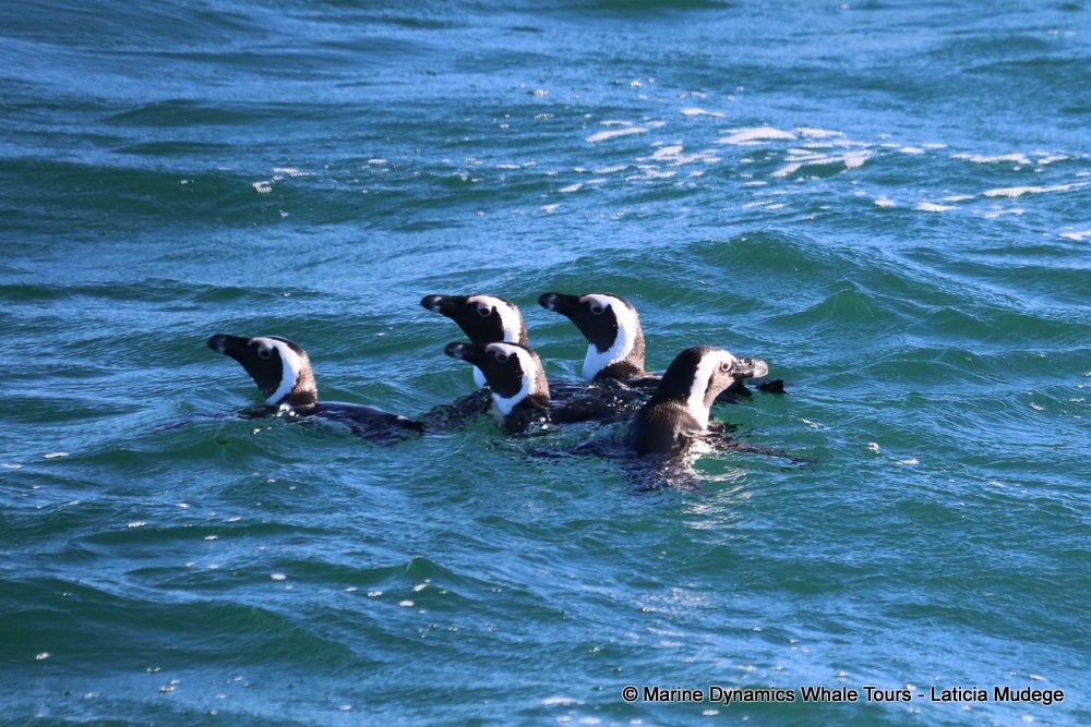 african penguin, whale watching, gansbaai, south africa
