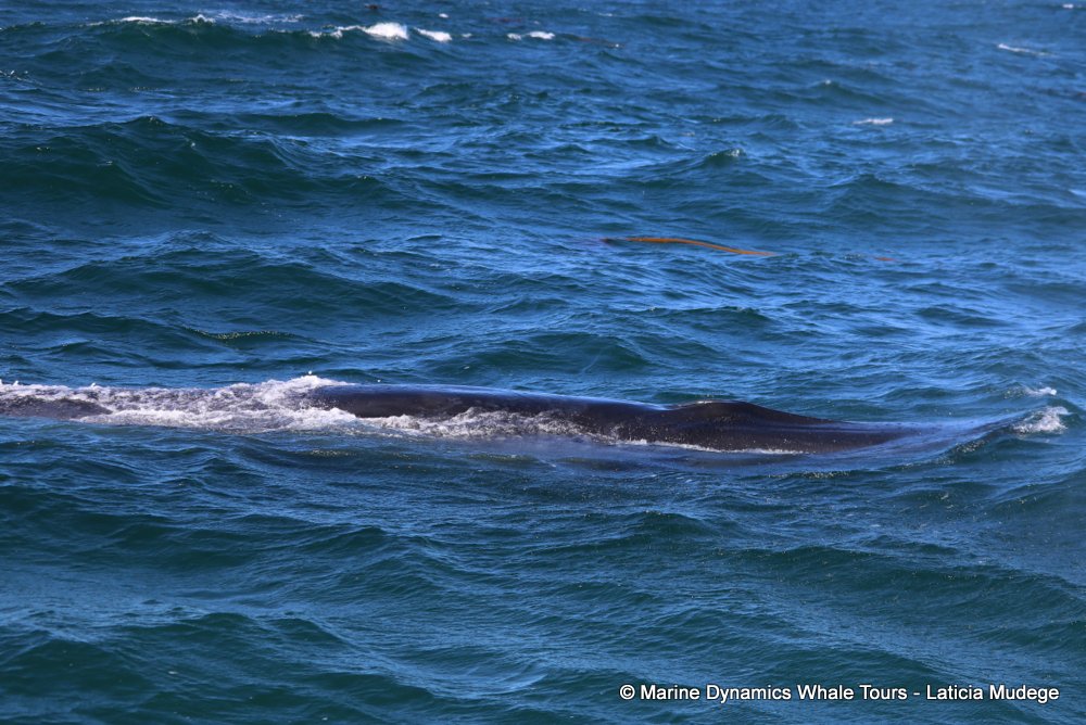 bryde's whale, whale watching, gansbaai, south africa,